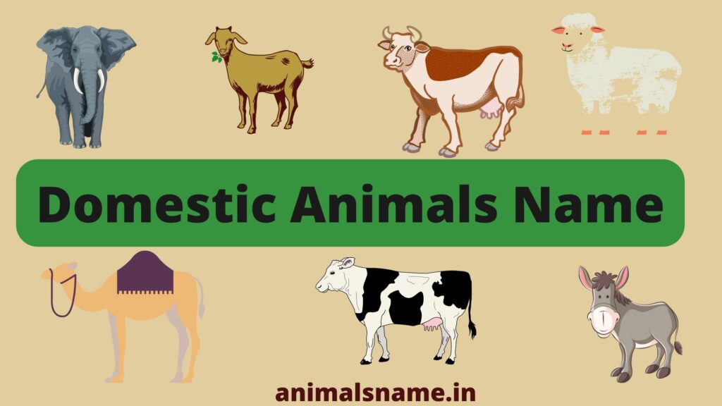 50+ Domestic Animals Name in Hindi & English
