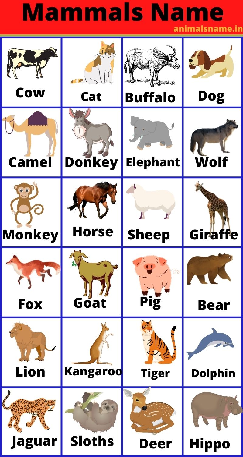 Mammals Name