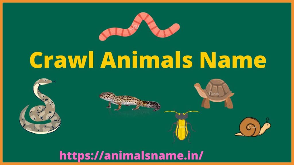 Crawl Animals Name List with Image - Animals Name