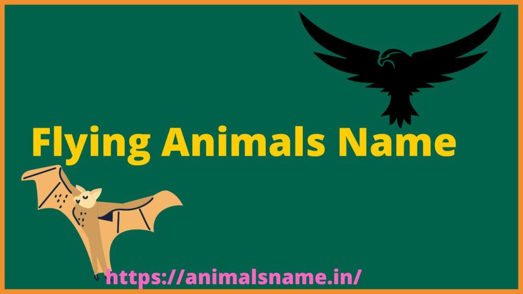 Flying Animals Name With Pictures - Animals Name