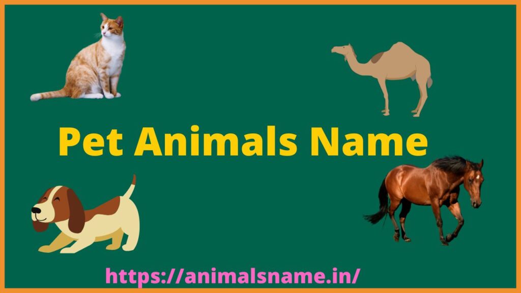 Blog - Animals Name